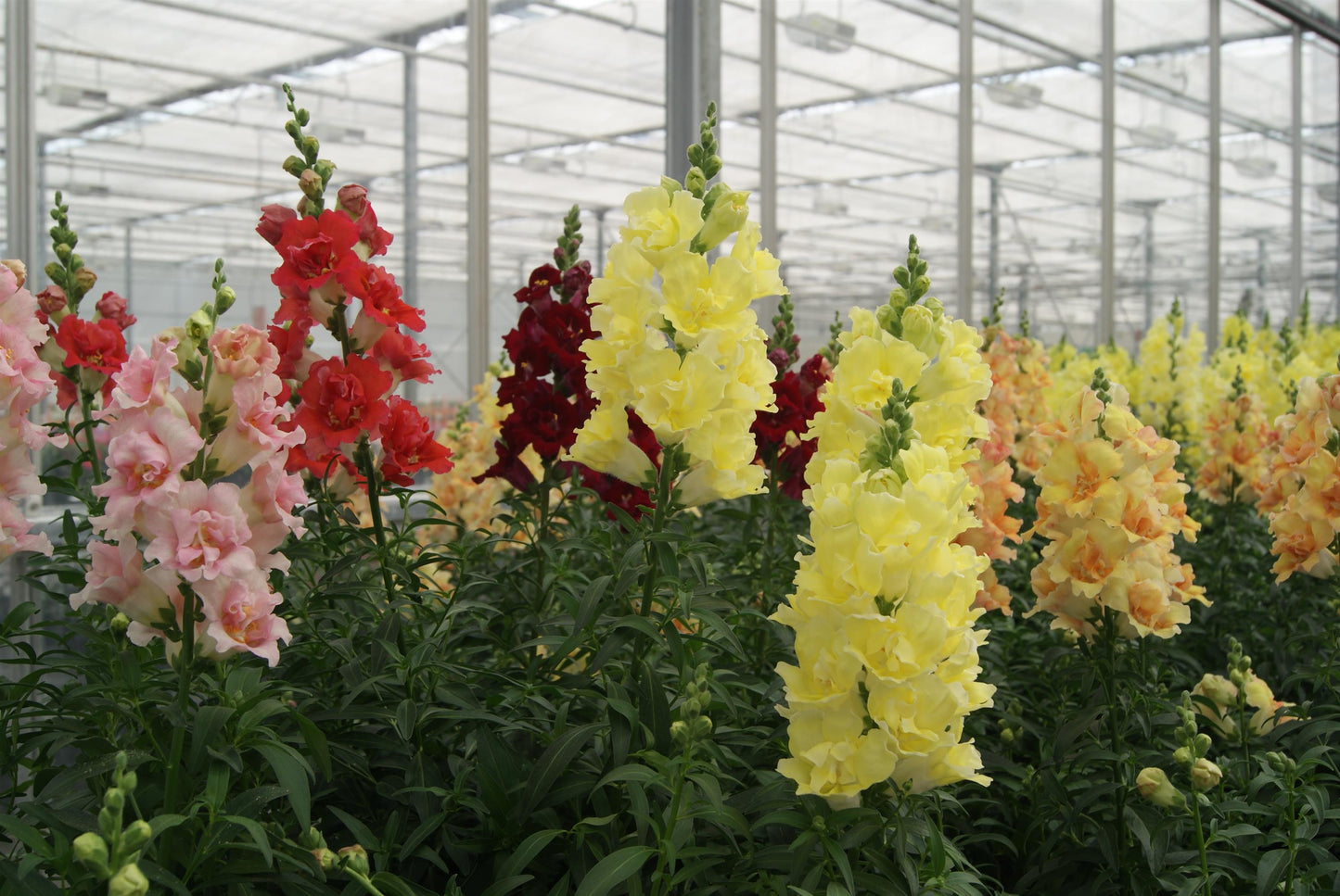 50 Snapdragon Seeds Snapdragon Double Shot Mix