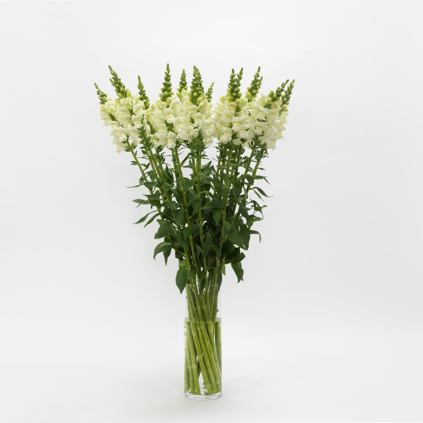 50 Pelleted Snapdragon Seeds Potomac Ivory White Premium Cut Flower Snapdragon