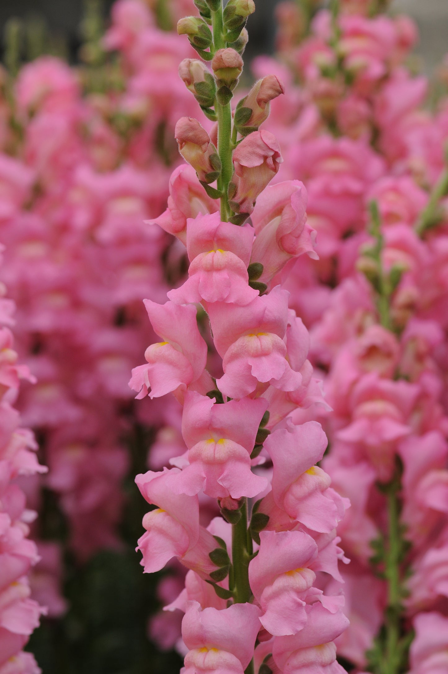 50 Pelleted Snapdragon Seeds Potomac Pink Premium Cut Flower Snapdragon