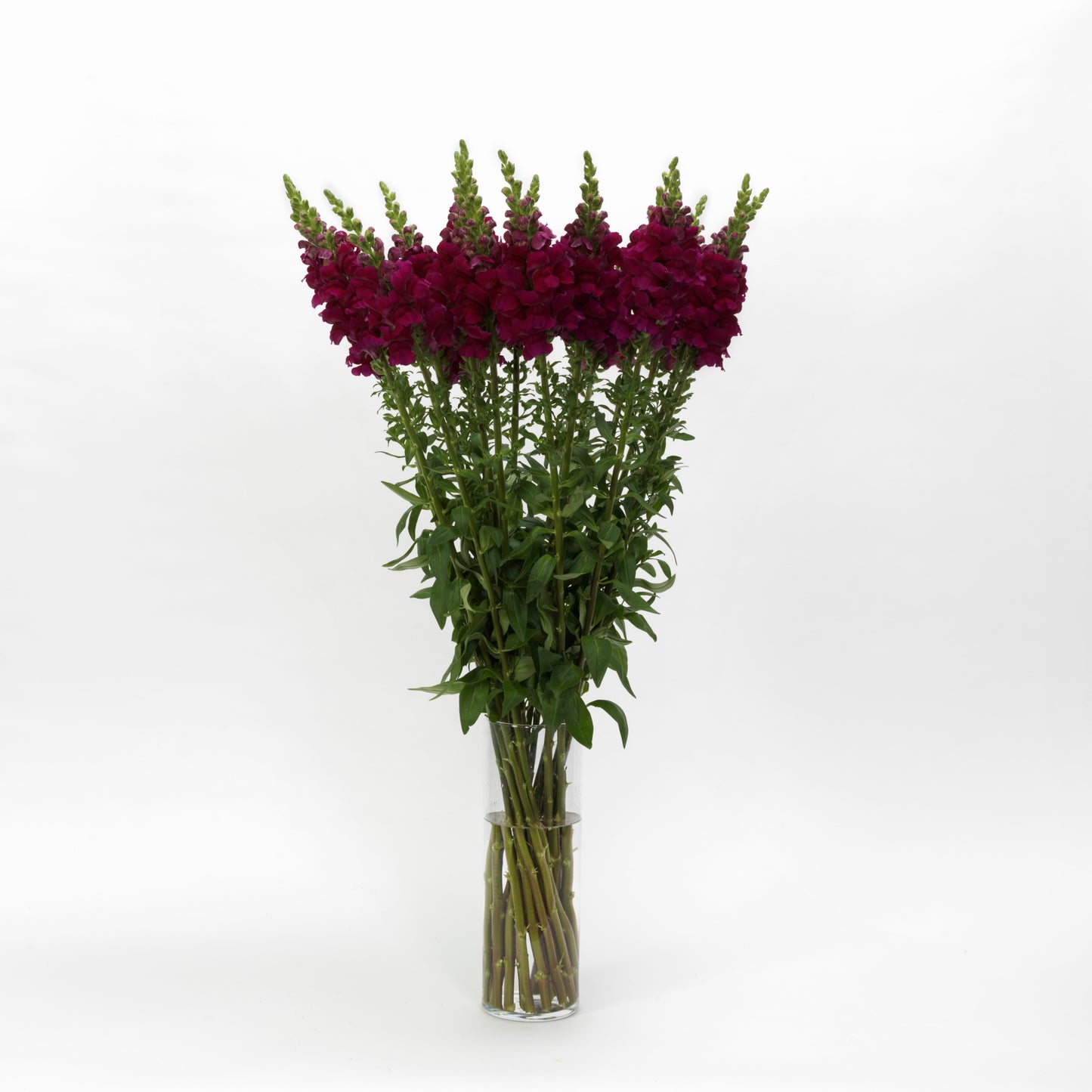 50 Pelleted Snapdragon Seeds Potomac Royal Premium Cut Flower Snapdragon