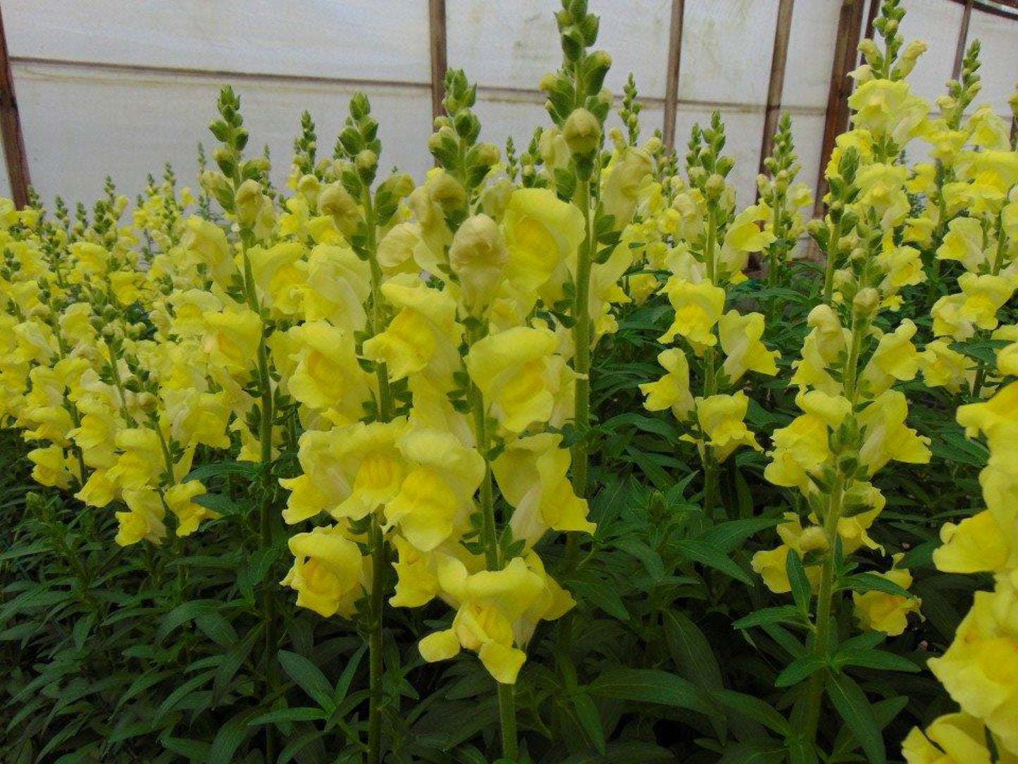 Rocket Golden Snapdragon Seeds 50 Antirrhinum majus Cut Flower Seeds