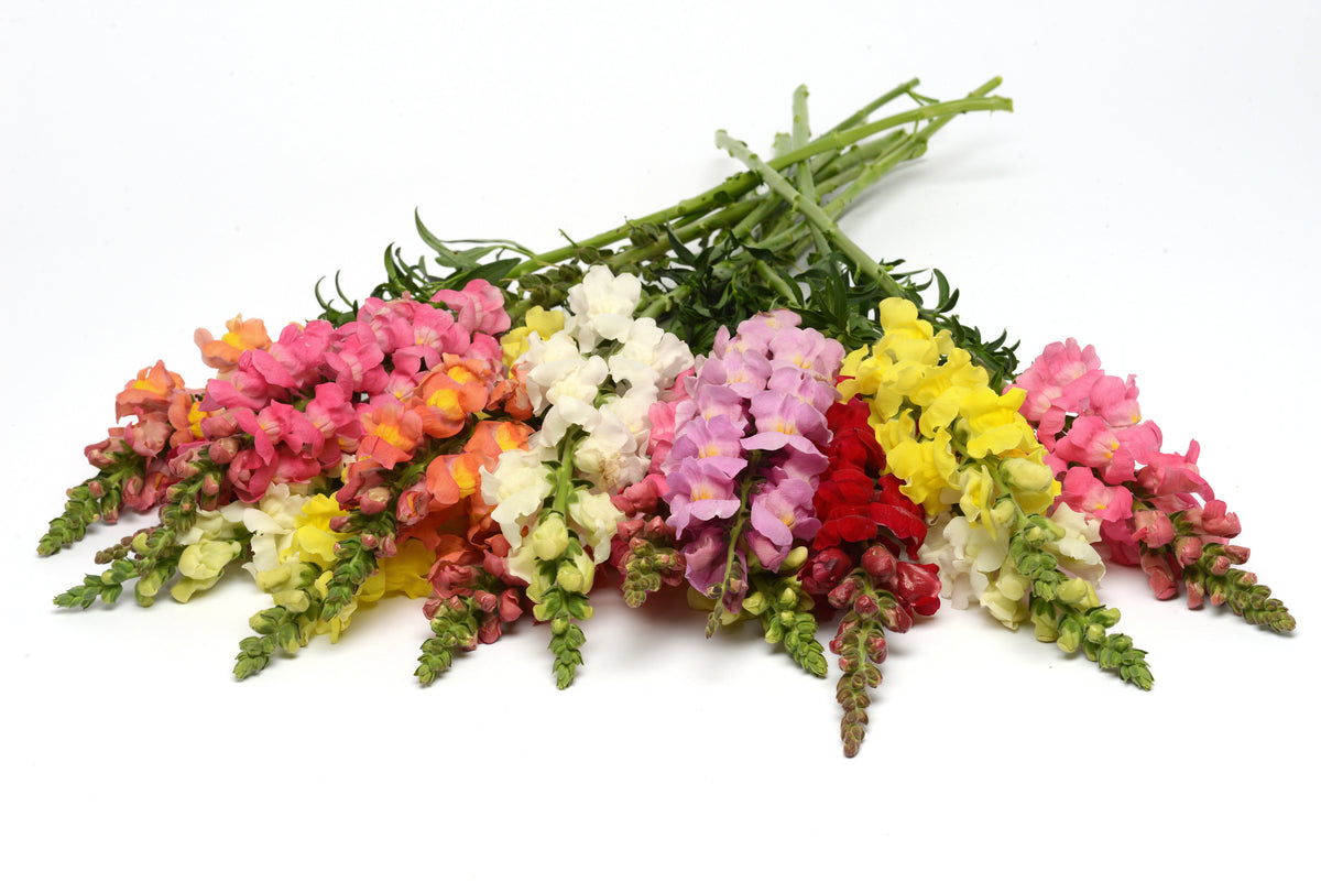 Cut Flower Seed Collection – 8 Varieties, 300 Seeds | Bouquet Garden Kit