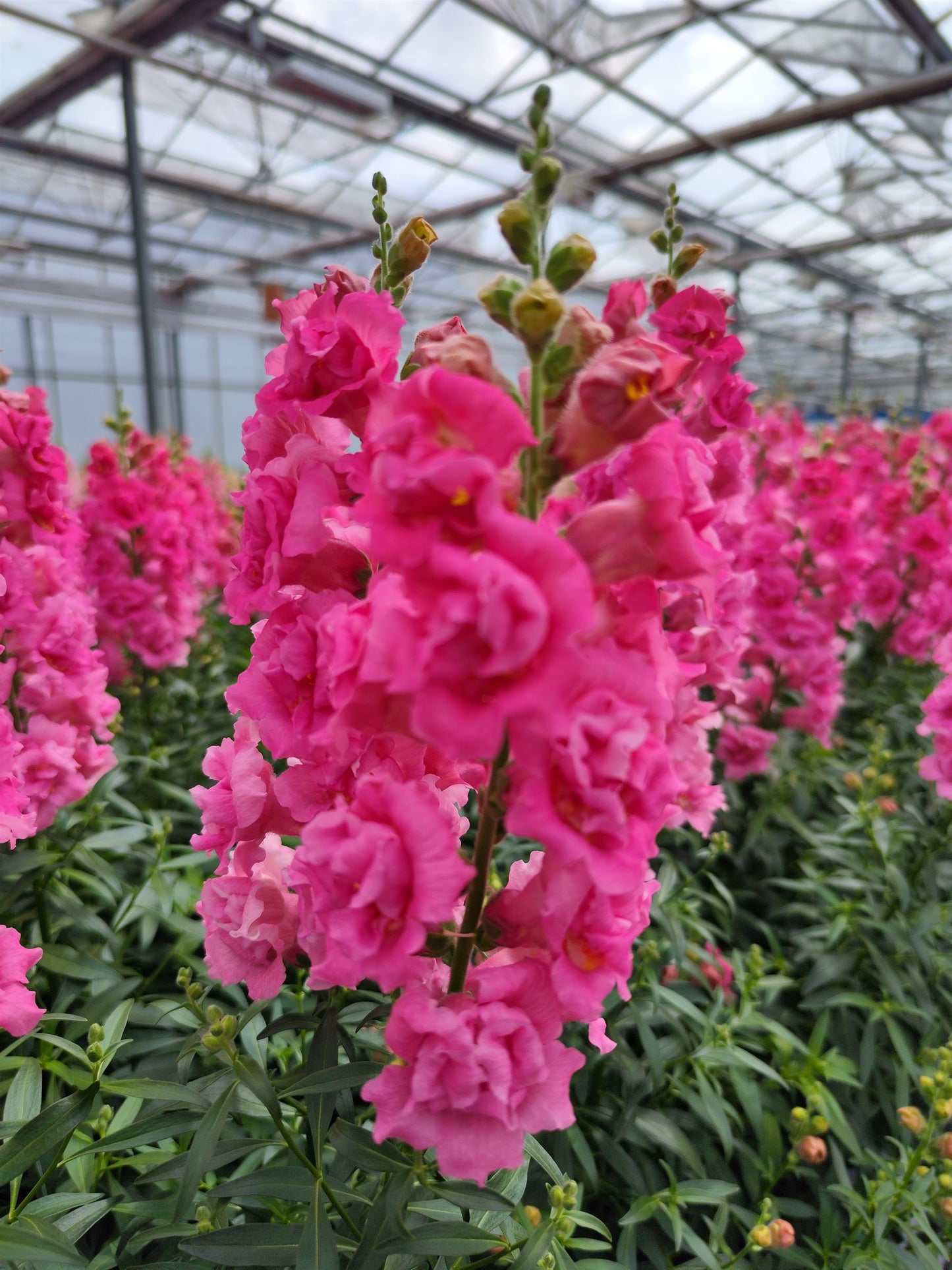 Snapdragon Seeds DoubleShot Hot Pink 50 Seeds Double Bloom Cut Flower