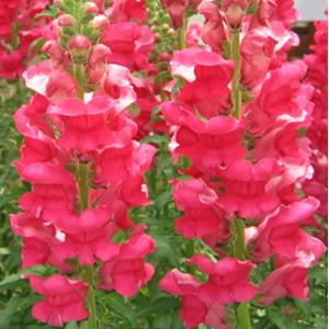 50 Snapdragon seeds Snapdragon Calima Deep Rose