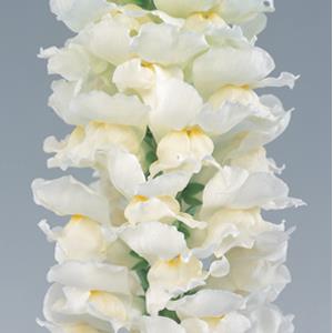 50 Snapdragon seeds Snapdragon Calima Ivory White