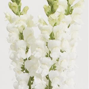 50 Snapdragon seeds Snapdragon Calima Pure White