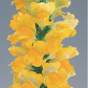 50 Snapdragon seeds Snapdragon Calima Yellow