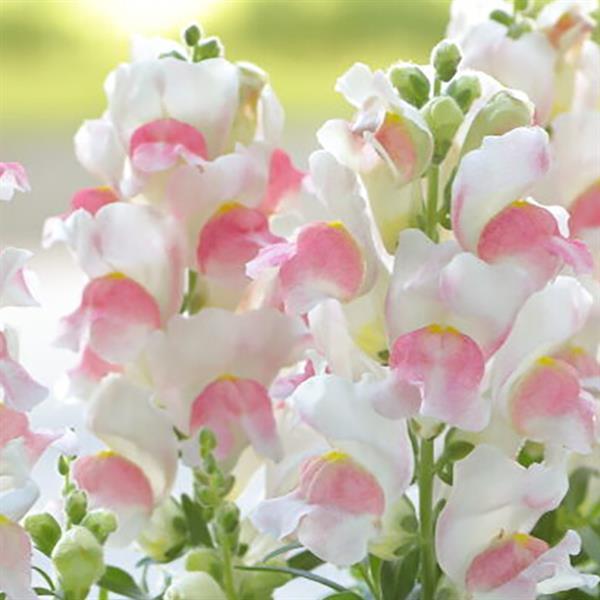 50 Pelleted Snapdragon Seeds Snapdragon Candy Tops Pink Bicolor