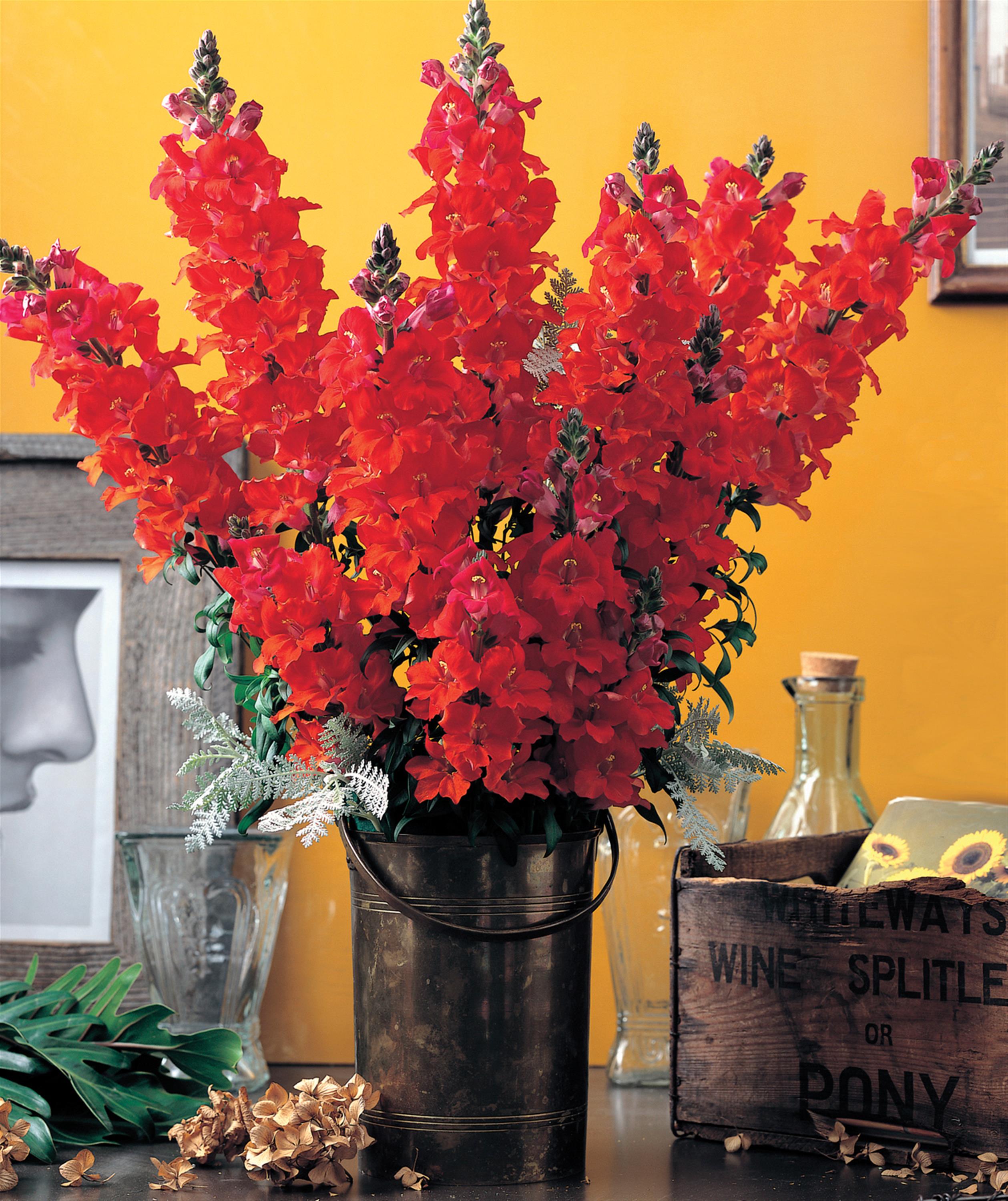 50 Snapdragon Seeds Snapdragon Chantilly Cut Flower Seeds