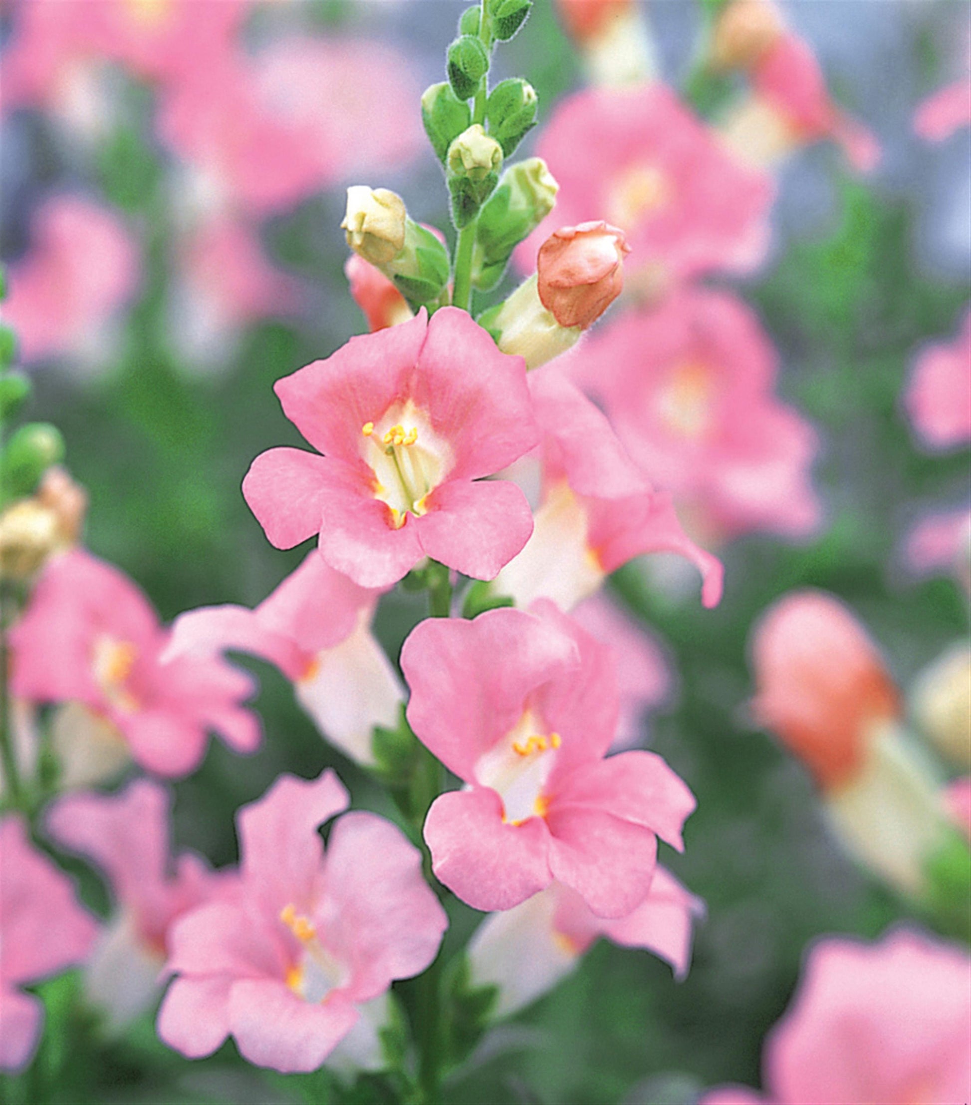 50 Snapdragon Seeds Snapdragon Chantilly Light Pink Cut Flower Seeds
