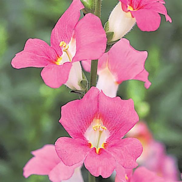 Snapdragon Chantilly Pink Seeds 50 Tall Cut Flower Antirrhinum majus Seeds