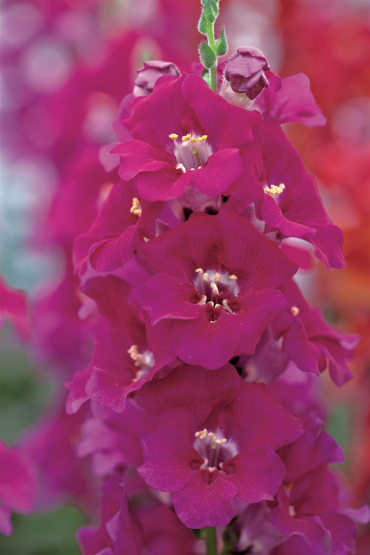 Snapdragon Chantilly Purple Seeds 50 Tall Cut Flower Seeds