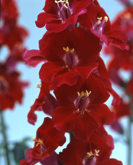 50 Snapdragon Seeds Snapdragon Chantilly Velvet Cut Flower Seeds