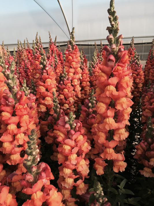 Snapdragon Seeds Cool Orange 50 Pelleted Cut Flower Seeds