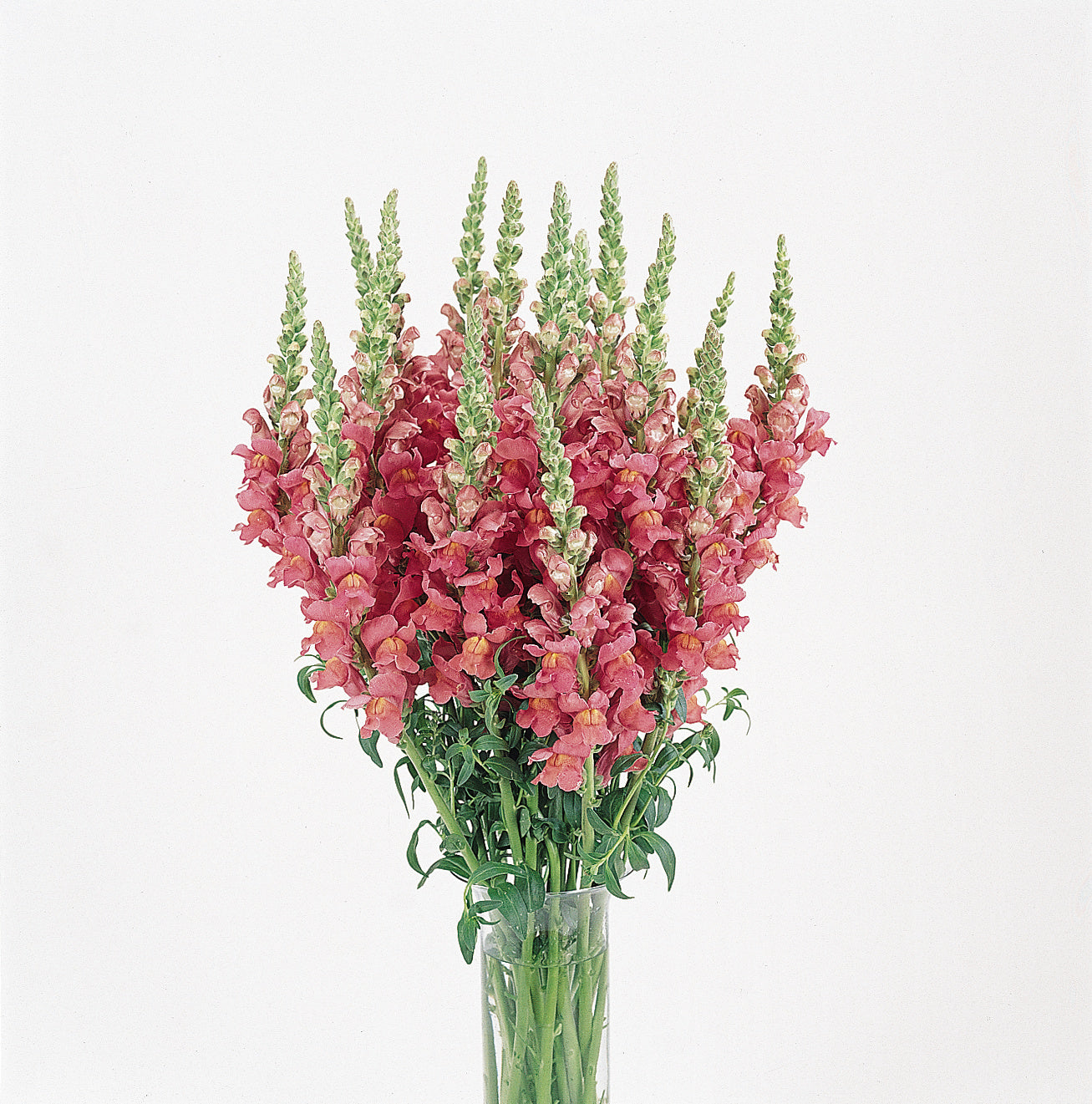 Snapdragon Seeds Cool Rose 50 Pelleted Cut Flower Seeds