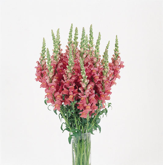 Snapdragon Seeds Cool Rose 50 Pelleted Cut Flower Seeds