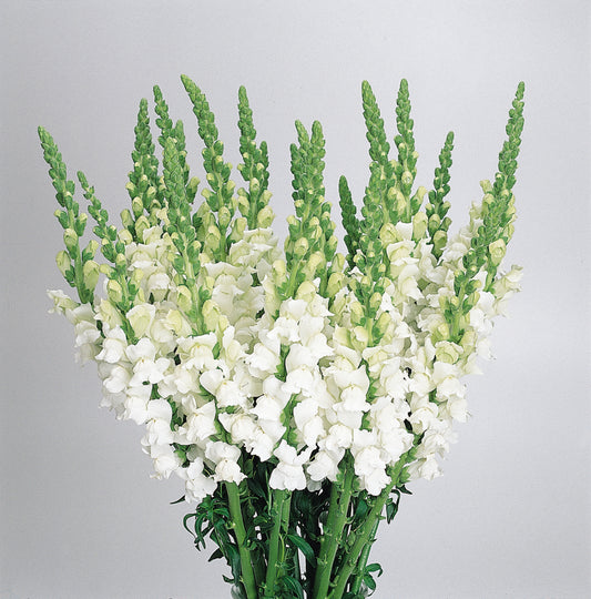 Snapdragon Seeds Cool White 50 Pelleted Cut Flower Seeds
