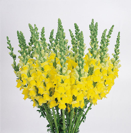 Snapdragon Seeds Cool Yellow 50 Pelleted Cut Flower Seeds