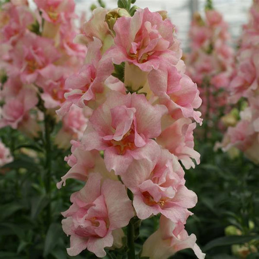 50 Snapdragon Seeds Snapdragon Double Shot Appleblossom Doubleshot