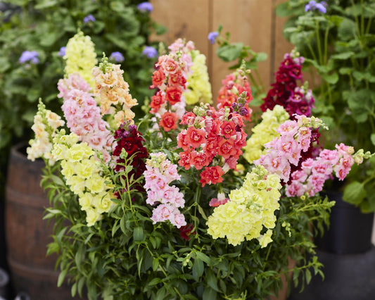 50 Snapdragon Seeds Snapdragon Double Shot Mix