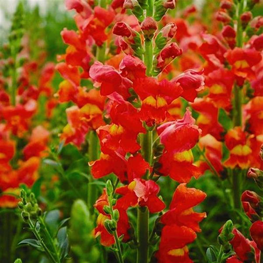 50 Pelleted Snapdragon Seeds Snapdragon Exquisite Orange
