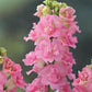 50 Snapdragon Seeds Snapdragon Legend Pink Great Cut Flower
