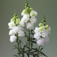 50 Snapdragon Seeds Snapdragon Legend White Great Cut Flower
