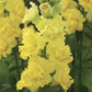 50 Snapdragon Seeds Snapdragon Legend Yellow Great Cut Flower