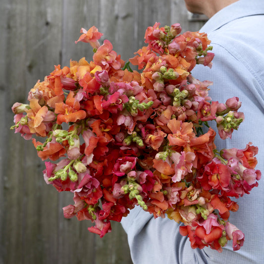 Madame Butterfly Bronze snapdragon bouquet with bronze, orange and rose blooms held against a wooden fence