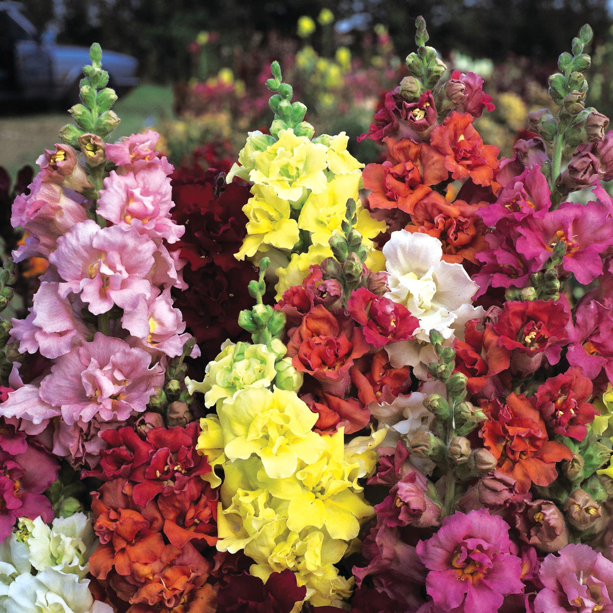 Madame Snapdragon | 50 Snapdragon Seeds | Cut Flower – trailingpetunia.com