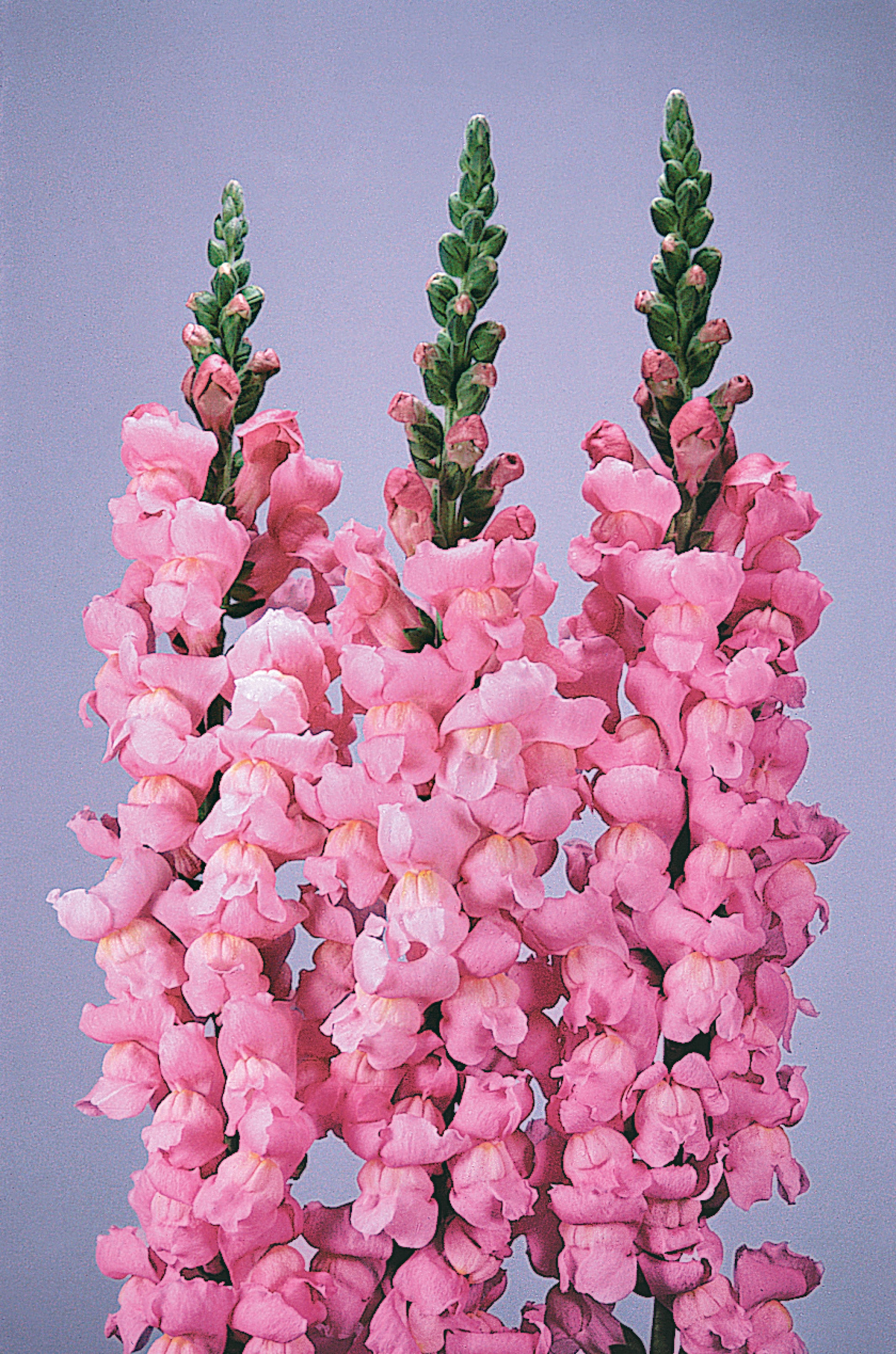 professional cut flower seeds 50 Pelleted Maryland Pink Yosemite Snapdragon Seeds F1 Cut Flower Seeds