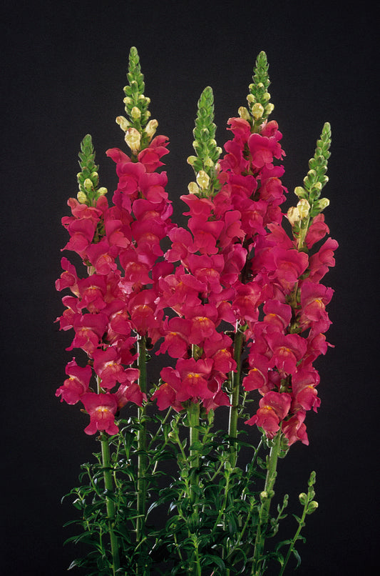 Monaco Baltimore Rose Snapdragon Seeds – 50 Pelleted Premium Cut Flower Seeds