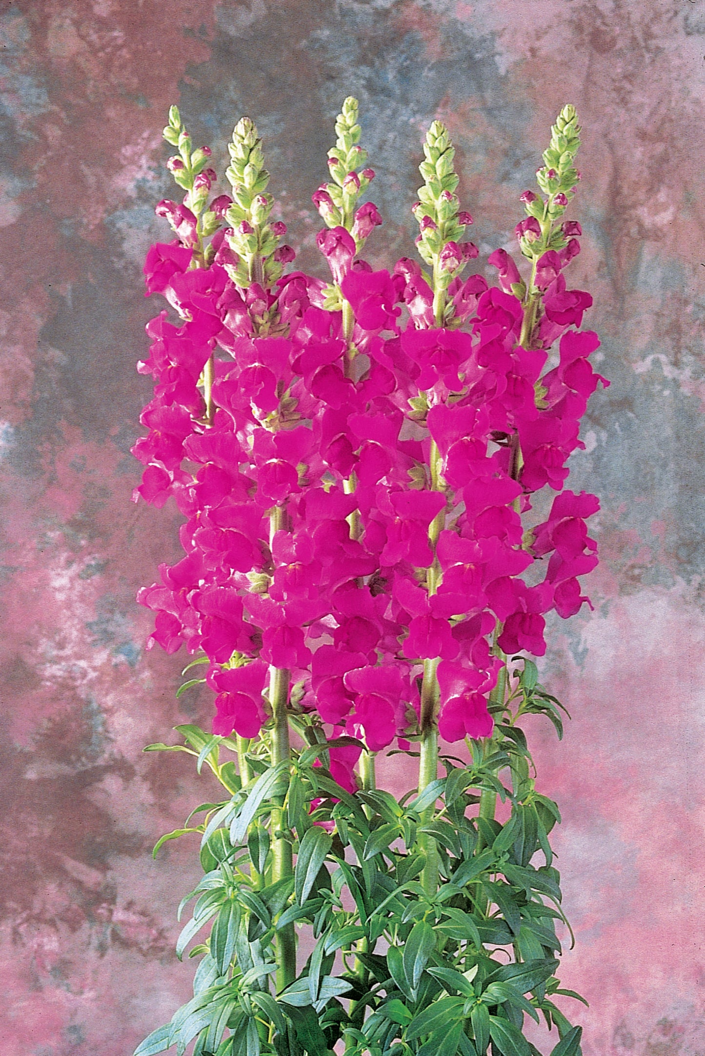 Monaco Violet Snapdragon Seeds 50 Pelleted Premium Cut Flower Seeds