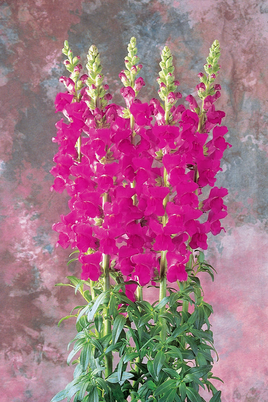 Monaco Violet Snapdragon Seeds 50 Pelleted Premium Cut Flower Seeds