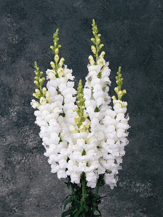 Monaco White Snapdragon Seeds 50 Pelleted Premium Cut Flower Seeds