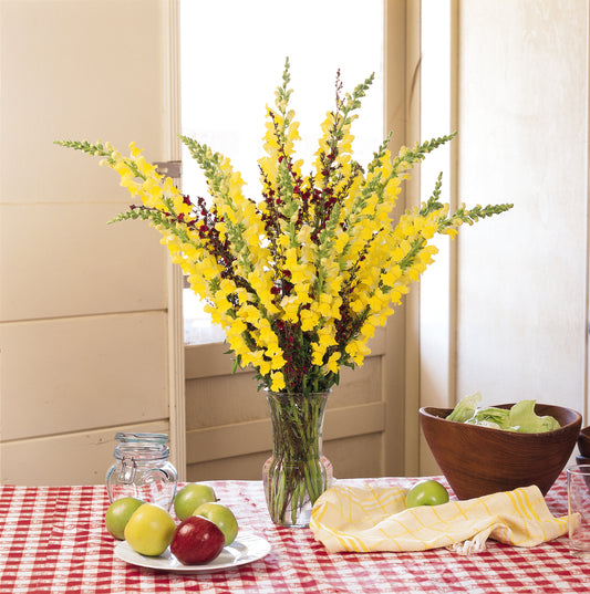 Monaco Yellow Snapdragon Seeds 50 Pelleted Premium Cut Flower Seeds