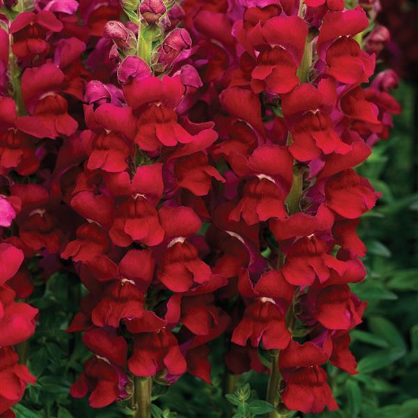 50 Snapdragon Seeds Snapdragon Opus Red Cut Flower Seeds