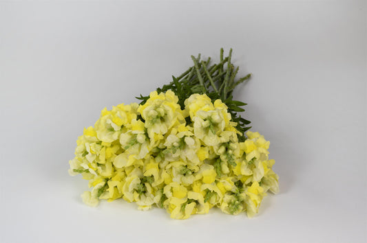 50 Snapdragon Seeds Snapdragon Opus Yellow Cut Flower Seeds