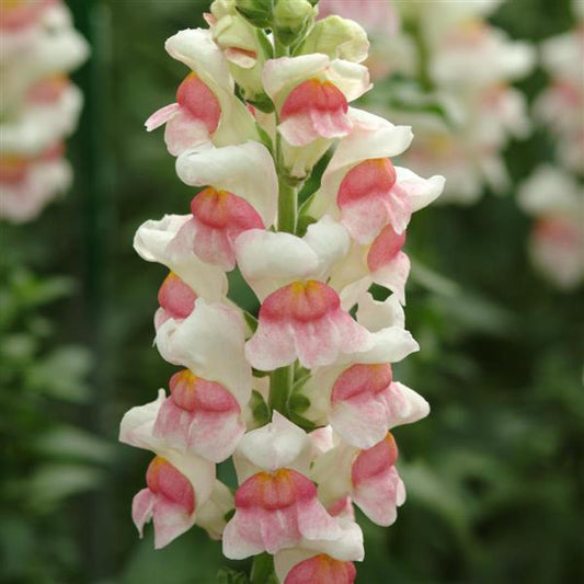 50 Pelleted Snapdragon Seeds Snapdragon Potomac Appleblossom