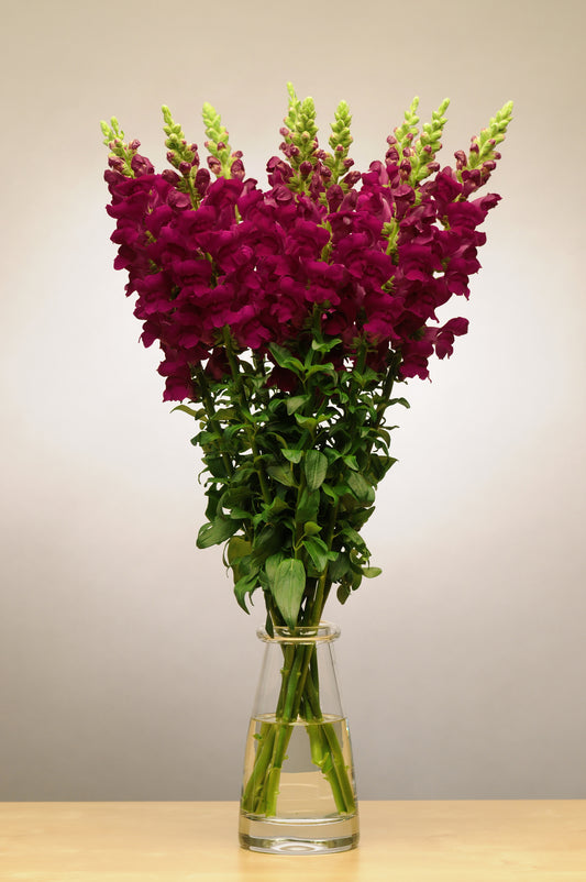 50 Pelleted Snapdragon Seeds Potomac Crimson Premium Cut Flower Snapdragon