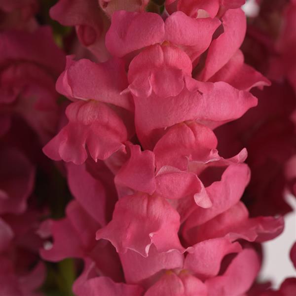 50 Pelleted Snapdragon Seeds Snapdragon Potomac Dark Pink
