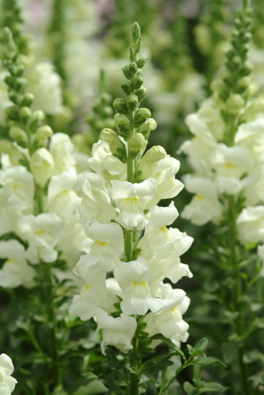 50 Pelleted Snapdragon Seeds Potomac Ivory White Premium Cut Flower Snapdragon