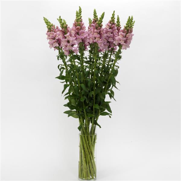 50 Pelleted Snapdragon Seeds Snapdragon Potomac Lavender