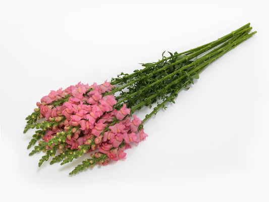 50 Pelleted Snapdragon Seeds Potomac Pink Premium Cut Flower Snapdragon