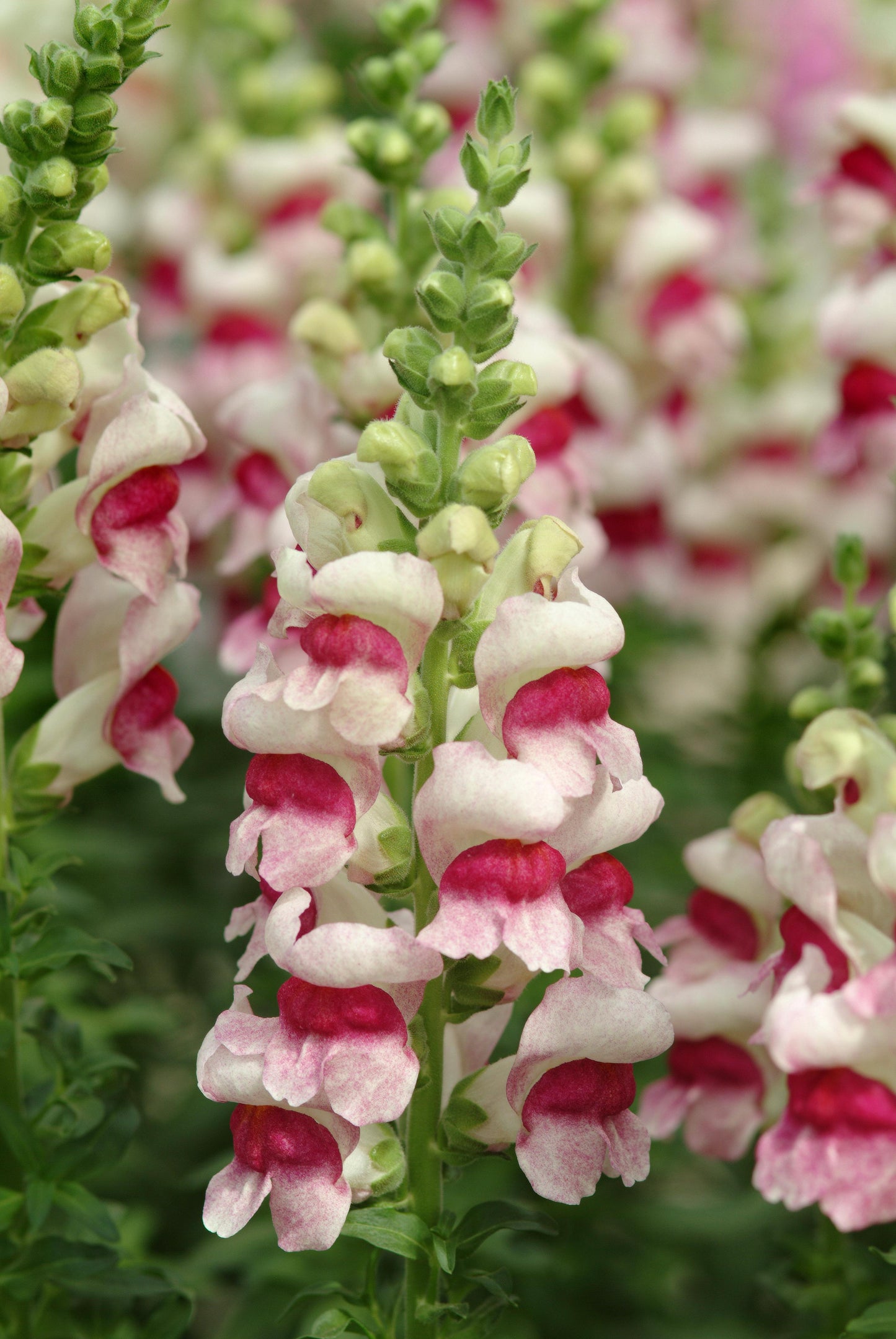 50 Pelleted Snapdragon Seeds Snapdragon Potomac Plumblossom