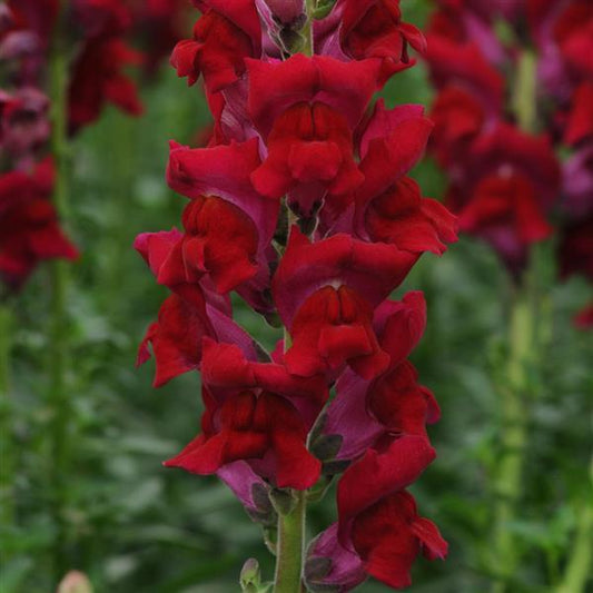 50 Pelleted Snapdragon Seeds Snapdragon Potomac Red