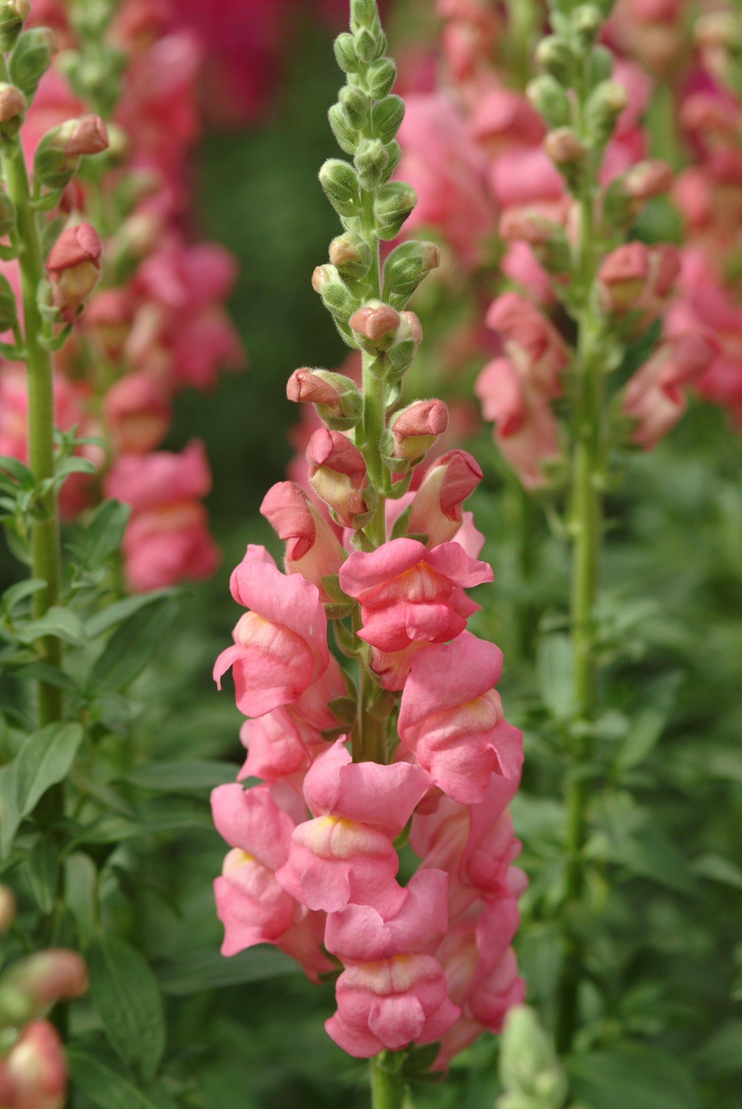 50 Pelleted Snapdragon Seeds Potomac Rose Premium Cut Flower Snapdragon Seeds