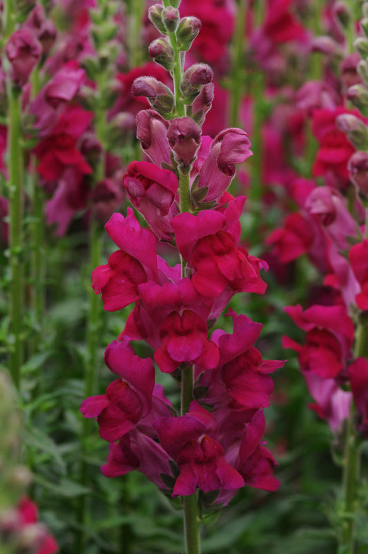 50 Pelleted Snapdragon Seeds Potomac Royal Premium Cut Flower Snapdragon
