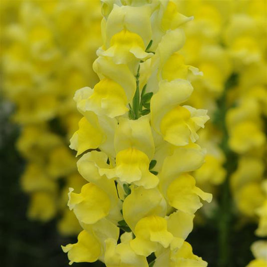 50 Pelleted Snapdragon Seeds Snapdragon Potomac Yellow