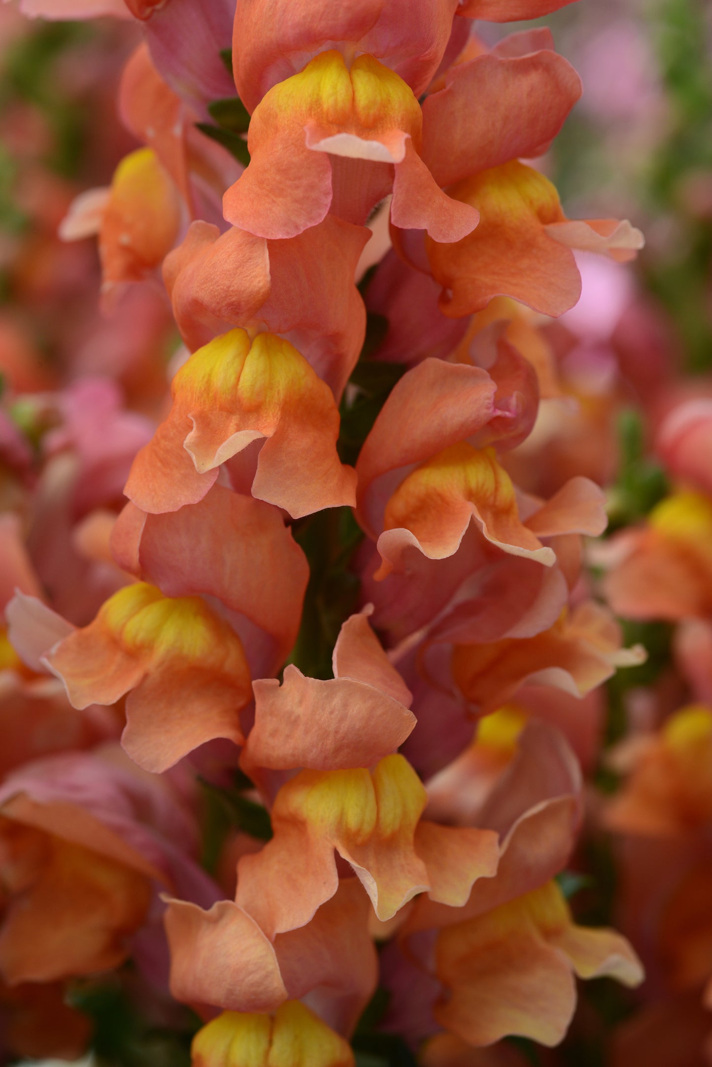 Rocket Bronze Snapdragon Seeds 50 Garden Cut Flower Seeds